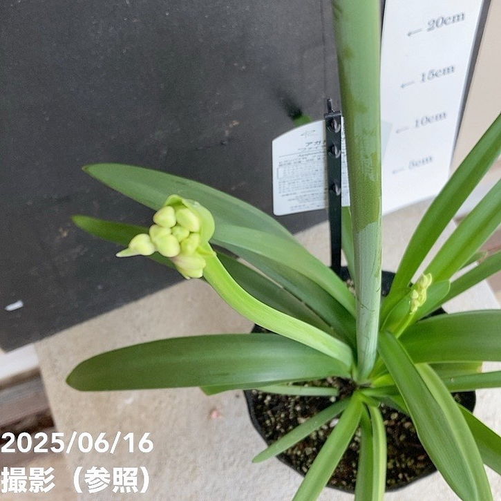 アガパンサス ファイヤーワークス 5号 PVP｜草花04-PA | 草花,[季節の