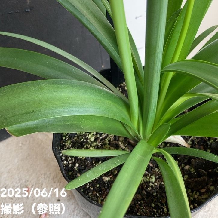 アガパンサス ファイヤーワークス 5号 PVP｜草花04-PA | 草花,[季節の