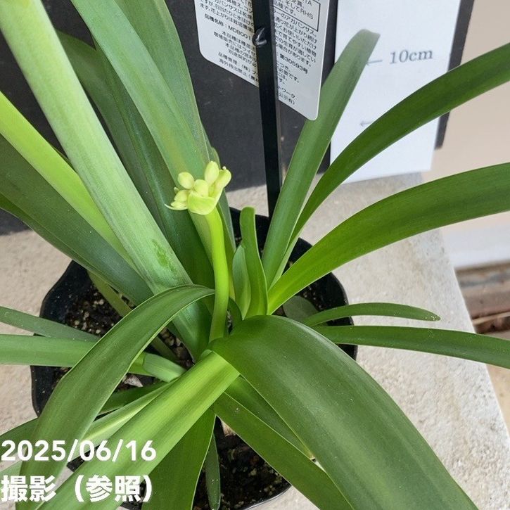 アガパンサス ファイヤーワークス 5号 PVP｜草花04-PA | 草花,[季節の