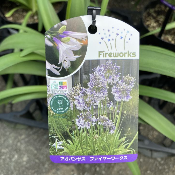 アガパンサス ファイヤーワークス 5号 PVP｜草花04-PA | 草花,[季節の