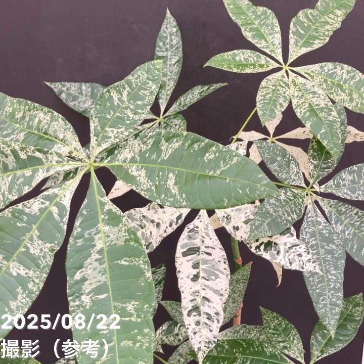【実生・斑入り】Pachira glabra ‘Variegated’ 現品お届け】実生 斑入りパキラ Pachira glabra 'variegata