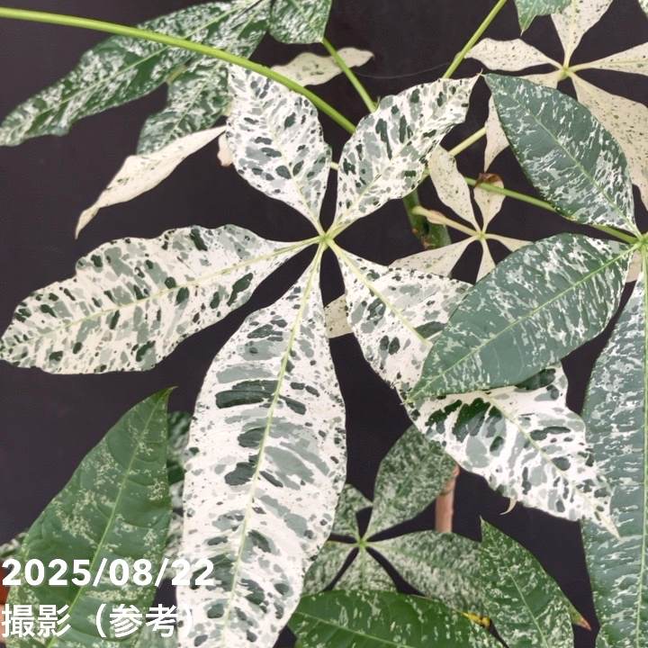 現品お届け】実生 斑入りパキラ Pachira glabra 'variegata' 4号
