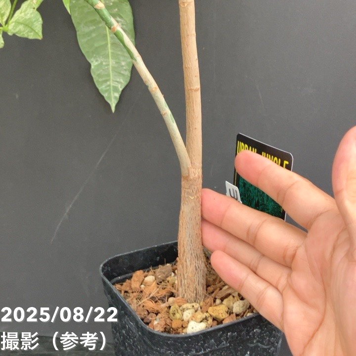 か*す様 パキラ 斑入り 実生1年苗 斑入りパキラ 実生 2.5号｜観葉10-TU : 赤塚植物園ヤフー店
