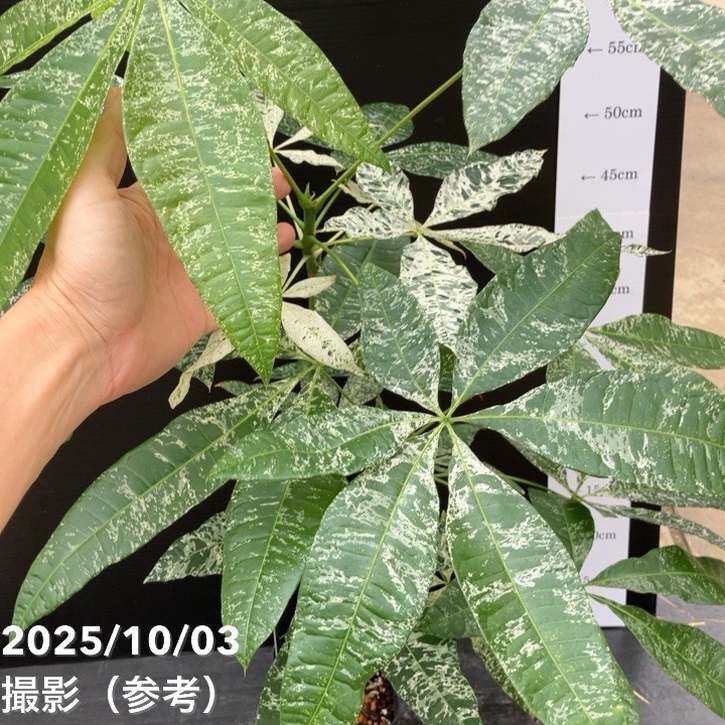 現品お届け】実生 斑入りパキラ Pachira glabra 'variegata' 4号（2