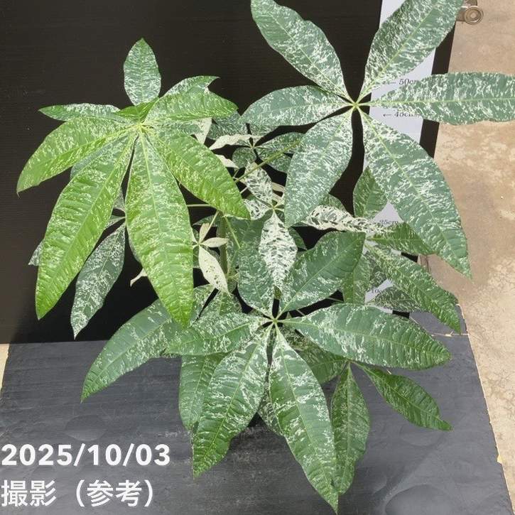 斑入りパキラ　実生苗　2 斑入りパキラ 実生 2.5号｜観葉10-TU | 観葉・多肉,パキラ