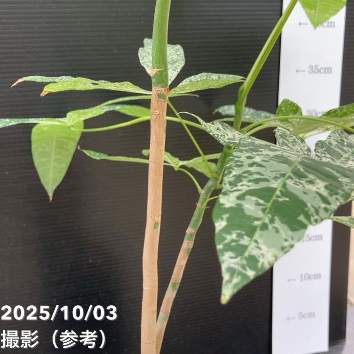 斑入りパキラ　実生苗　4 秋セール対象商品】【現品お届け】実生 斑入りパキラ Pachira