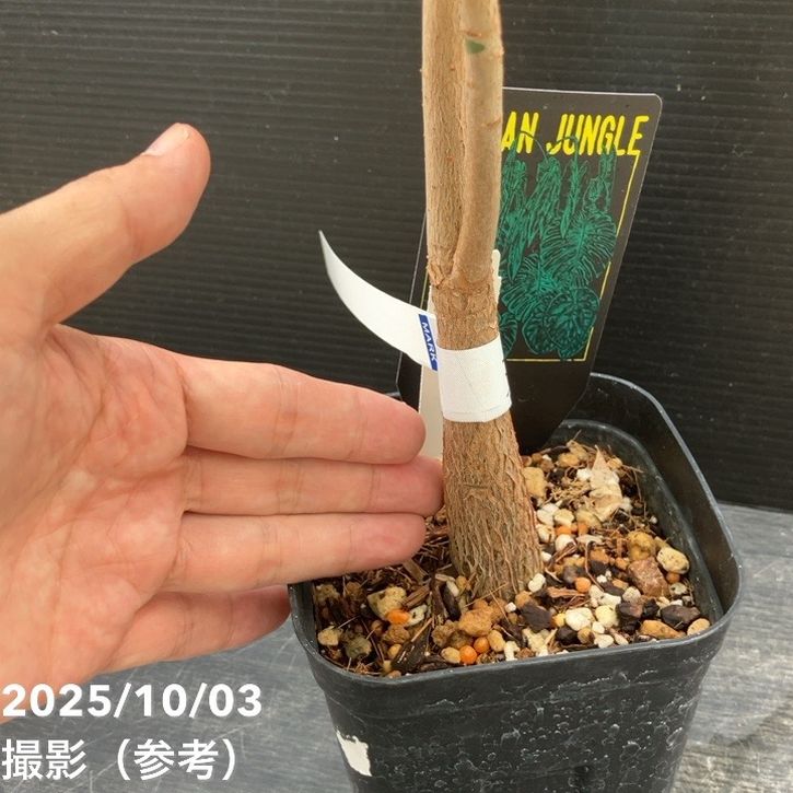 秋セール対象商品】【現品お届け】実生 斑入りパキラ Pachira