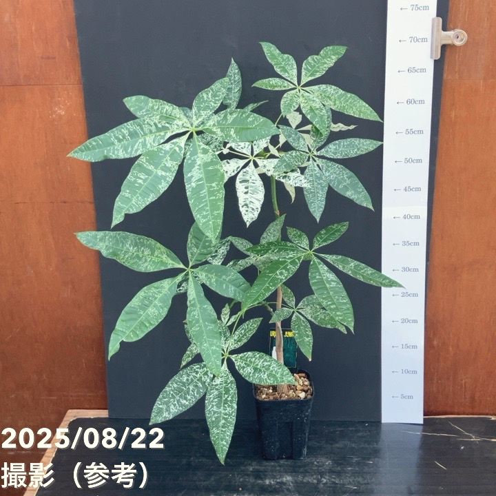 斑入りパキラ　実生苗　2 斑入りパキラ 実生苗 no2 パキラ