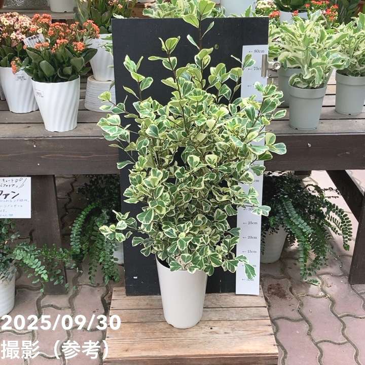 フィカス スウィートハート 5.5号ロング PVP｜観葉04-PA | 観葉・多肉