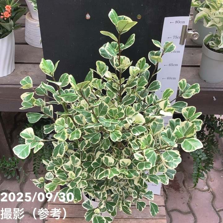 フィカス スウィートハート 5.5号ロング PVP｜観葉04-PA | 観葉・多肉