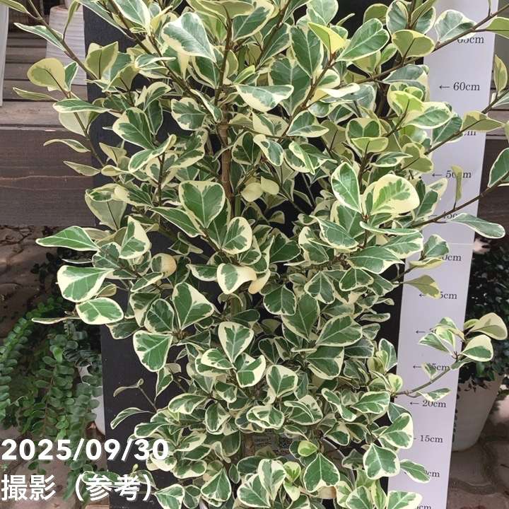 フィカス スウィートハート 5.5号ロング PVP｜観葉04-PA | 観葉・多肉