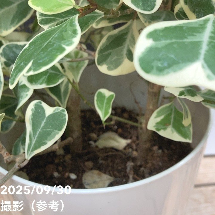 フィカス スウィートハート 5.5号ロング PVP|観葉04-PA