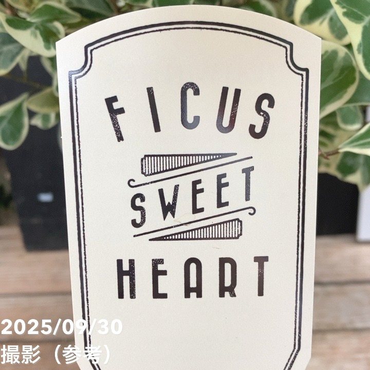 フィカス スウィートハート 5.5号ロング PVP|観葉04-PA