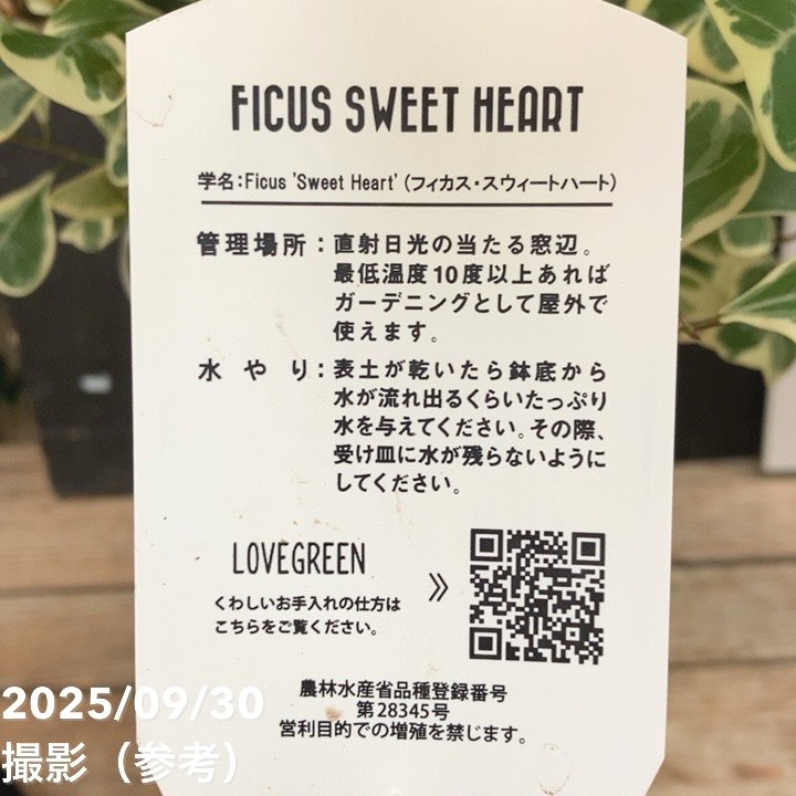 フィカス スウィートハート 5.5号ロング PVP|観葉04-PA