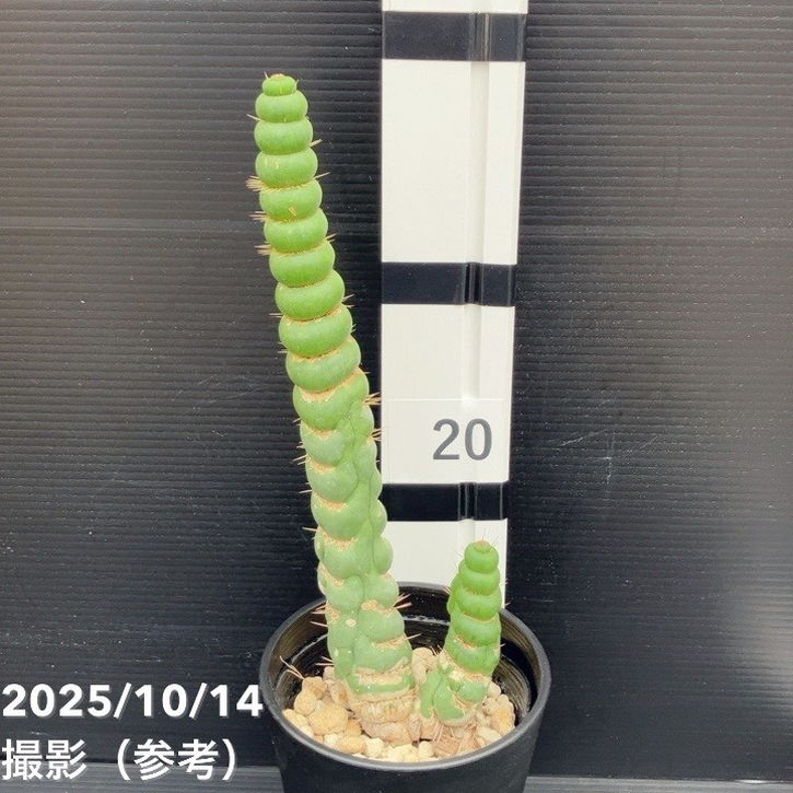 現品お届け】ユーリキニア カスタネア スピラリス 4号（3）接木おろし