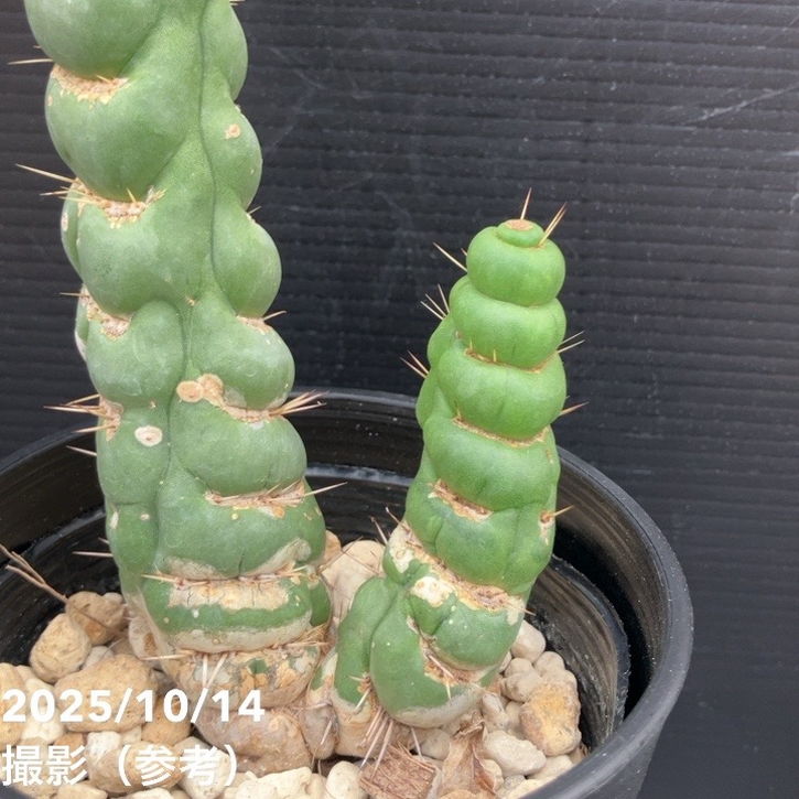 現品お届け】ユーリキニア カスタネア スピラリス 4号（3）接木おろし
