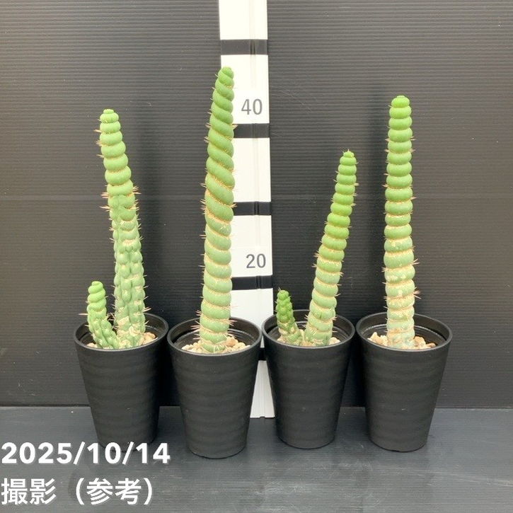 現品お届け】ユーリキニア カスタネア スピラリス 4号（3）接木おろし