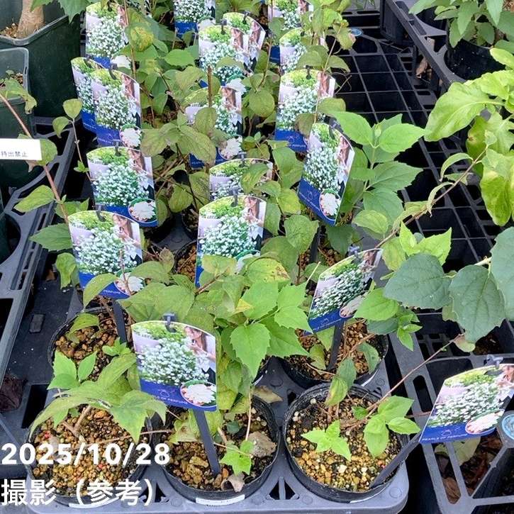 バイカウツギ パールズオブパフューム 3.5号｜花木04-PA | 花木・庭木