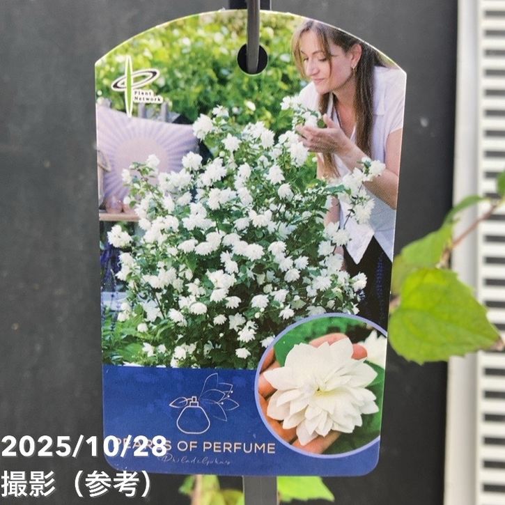 バイカウツギ パールズオブパフューム 3.5号|花木04-PA