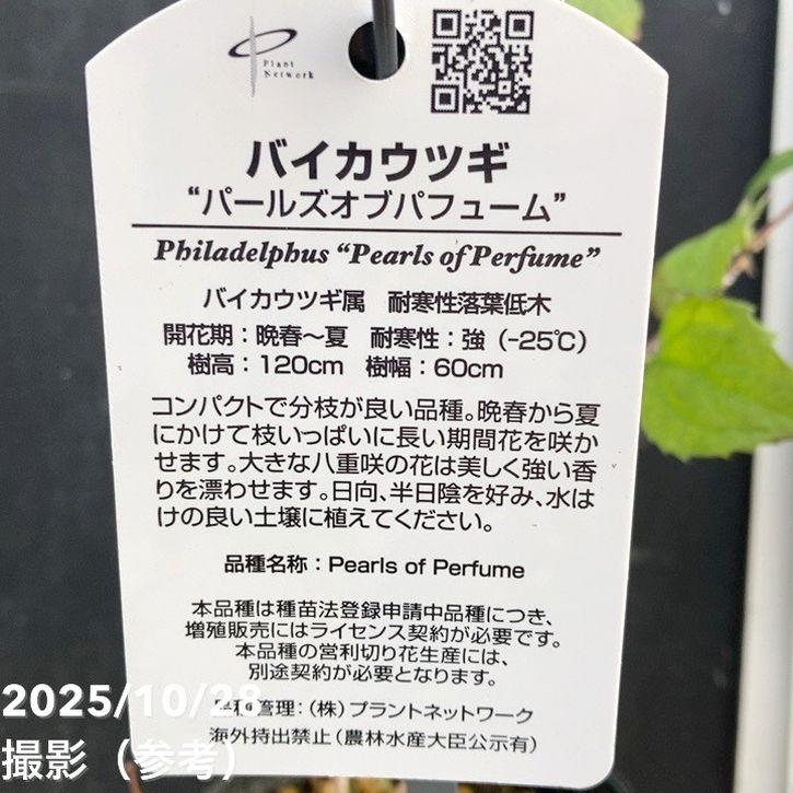 バイカウツギ パールズオブパフューム 3.5号|花木04-PA