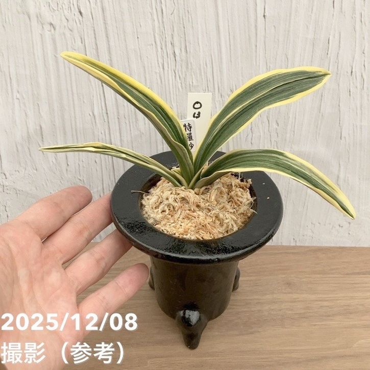 【早い者勝ち！】万年青　力和　羅紗系　金文字　美術木クラス　縁金鉢付き 現品お届け】豊明園 万年青 オモト 特羅紗 陶器鉢（O13）｜観葉10-TU