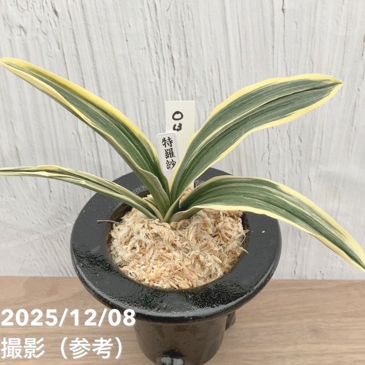 現品お届け】豊明園 万年青 オモト 特羅紗 陶器鉢（O13）｜観葉10-TU