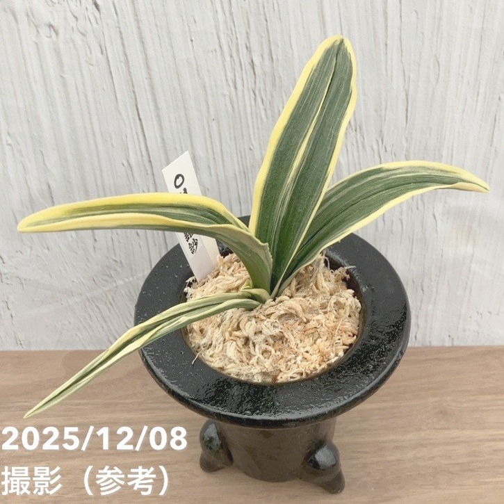 現品お届け】豊明園 万年青 オモト 特羅紗 陶器鉢（O13）｜観葉10-TU