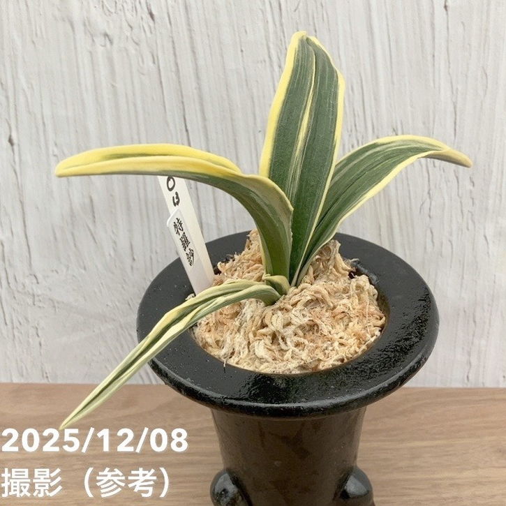 万年青　オモト　特羅紗　一鉢のみ 現品お届け】豊明園 万年青 オモト 特羅紗 陶器鉢（O13）｜観葉10-TU