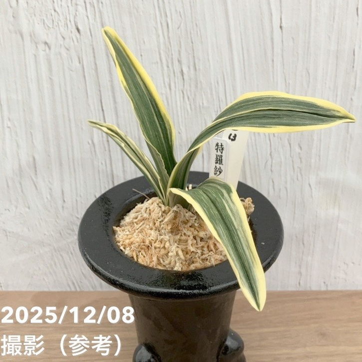 現品お届け】豊明園 万年青 オモト 特羅紗 陶器鉢（O13）｜観葉10-TU