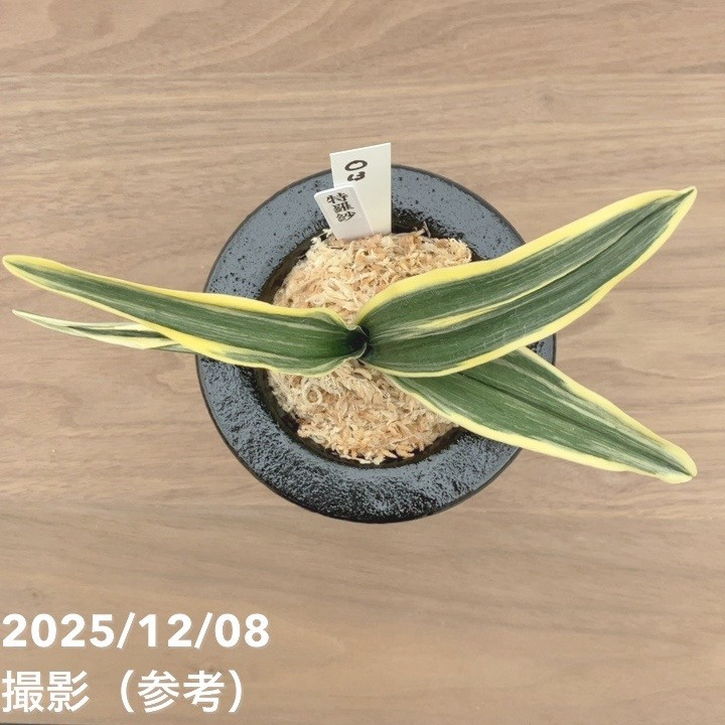 現品お届け】豊明園 万年青 オモト 特羅紗 陶器鉢（O13）｜観葉10-TU