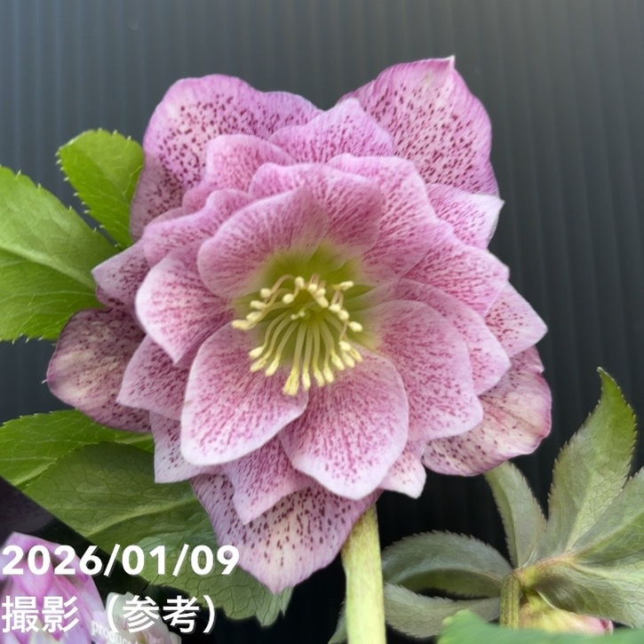 一点物】堀切園 クリスマスローズ ウィンターシンフォニー 5号角鉢