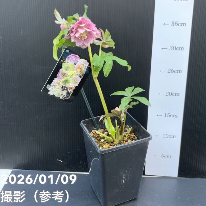 一点物】堀切園 クリスマスローズ ウィンターシンフォニー 5号角鉢