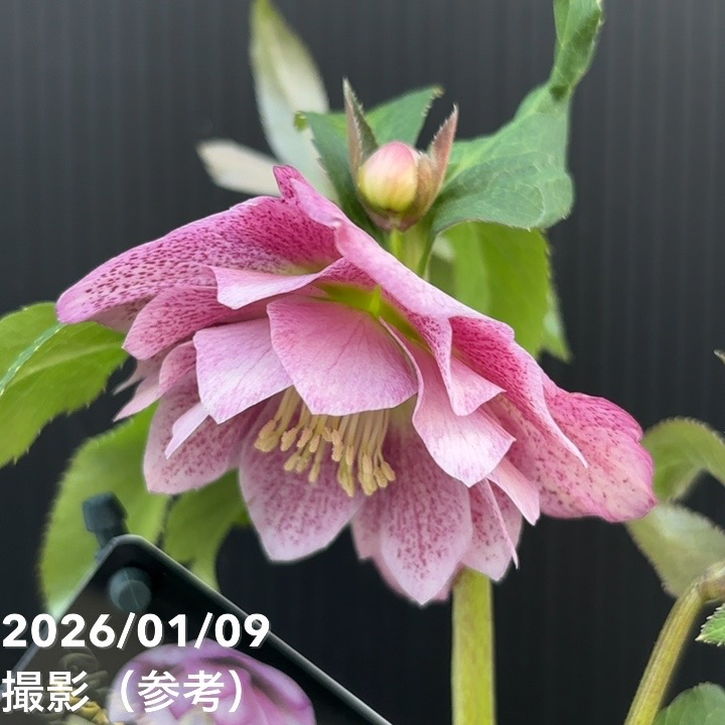 一点物】堀切園 クリスマスローズ ウィンターシンフォニー 5号角鉢