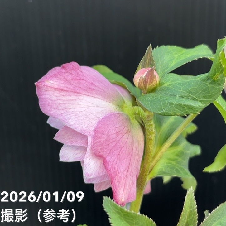 一点物】堀切園 クリスマスローズ ウィンターシンフォニー 5号角鉢