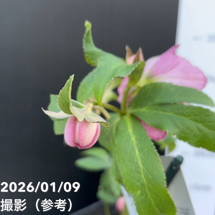 一点物】堀切園 クリスマスローズ ウィンターシンフォニー 5号角鉢