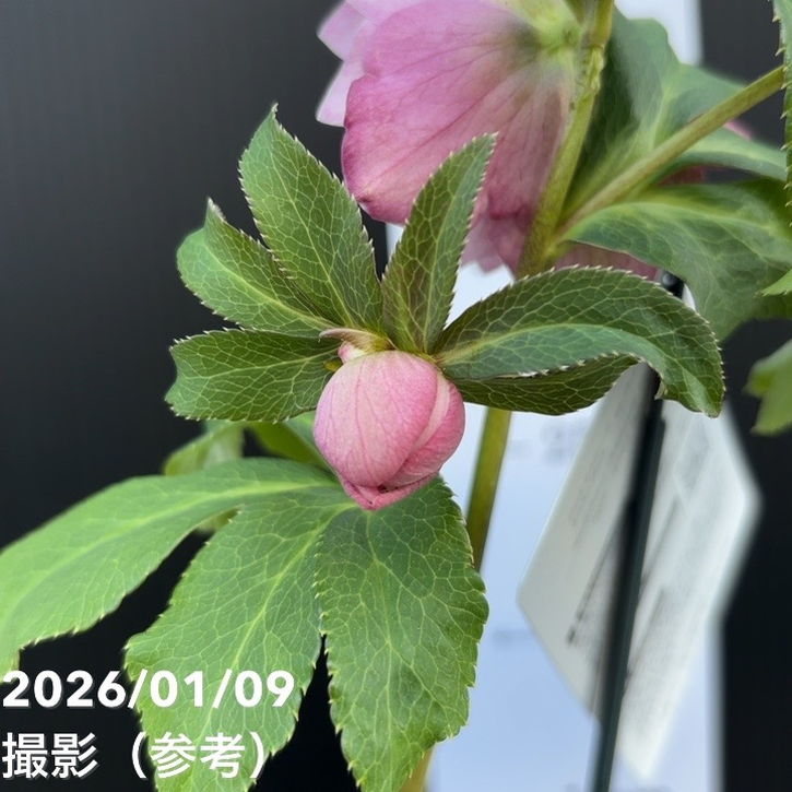 a-forest様ご購入苗㉖-45㉖-60㉖-67クリスマスローズ クリスマスローズ