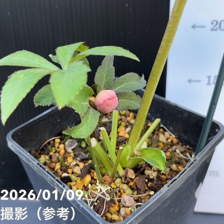 一点物】堀切園 クリスマスローズ ウィンターシンフォニー 5号角鉢