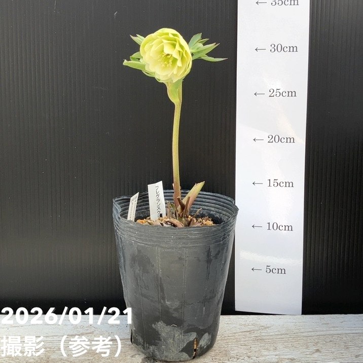 クリスマスローズ　認定フレグランス　加藤農園 一点物】加藤農園 クリスマスローズ フレグランスクリスマスローズ 4.5