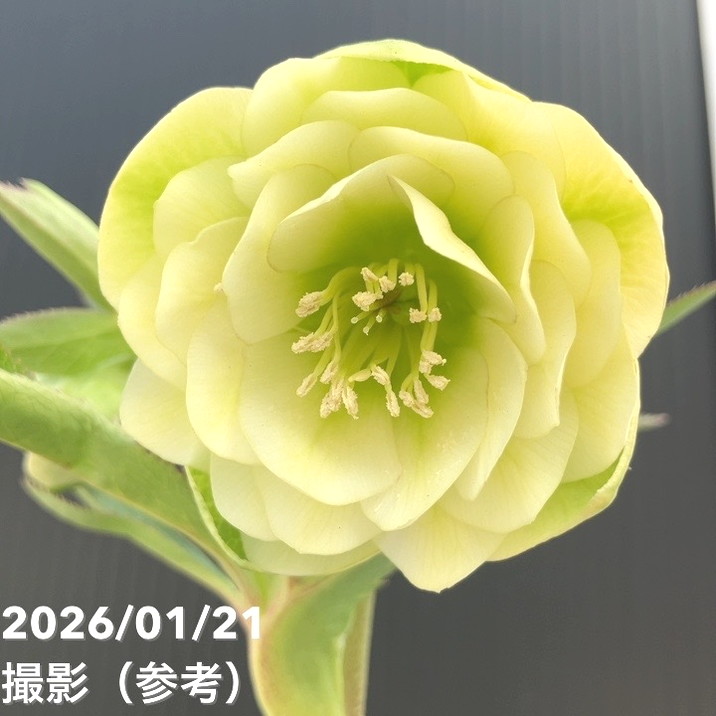 一点物】加藤農園 クリスマスローズ フレグランスクリスマスローズ 4.5