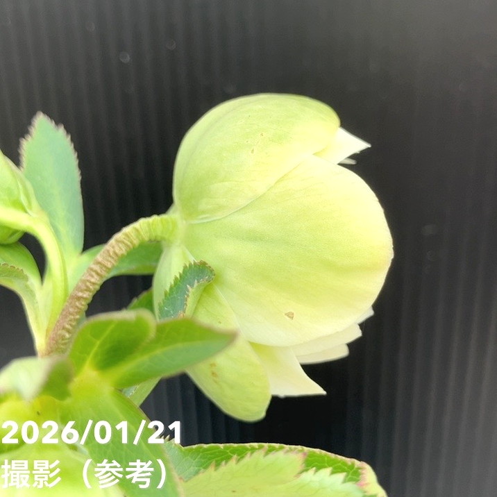 一点物】加藤農園 クリスマスローズ フレグランスクリスマスローズ 4.5