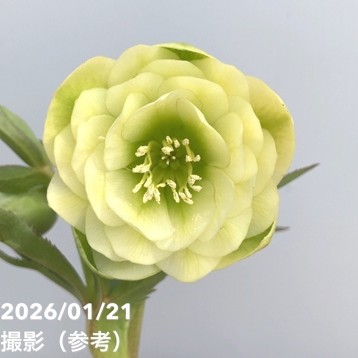 フレグランスクリスマスローズ　加藤農園　セミダブル 一点物】加藤農園 クリスマスローズ フレグランスクリスマスローズ 4.5