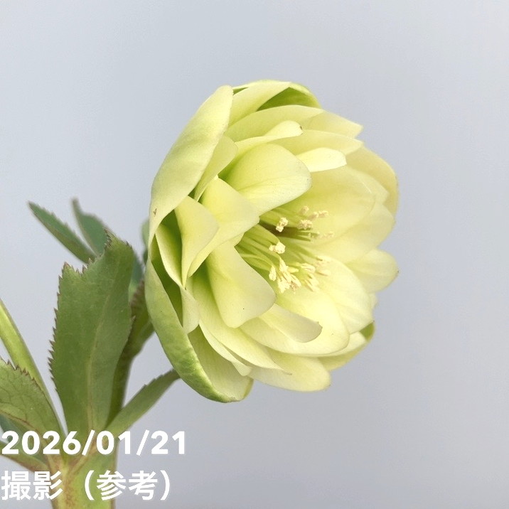 フレグランスクリスマスローズ 一点物】加藤農園 クリスマスローズ フレグランスクリスマスローズ 4.5