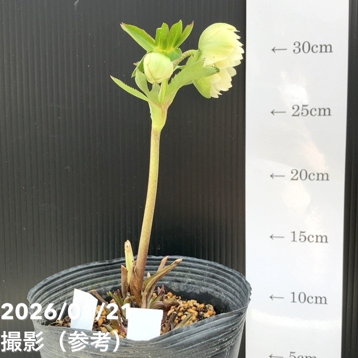 一点物】加藤農園 クリスマスローズ フレグランスクリスマスローズ 4.5