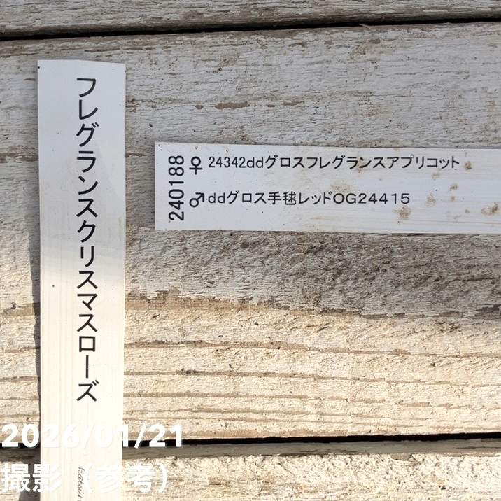 一点物】加藤農園 クリスマスローズ フレグランスクリスマスローズ 4.5