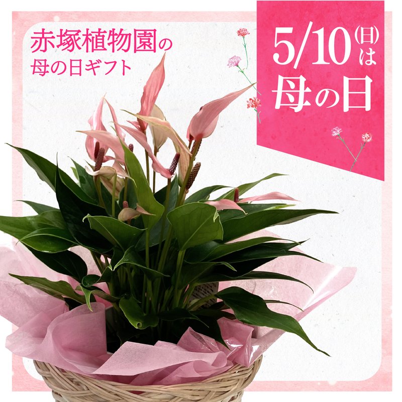 【お届け5/12以降】母の日ギフト2026 アンスリウム リリー 5号|鉢花10-TU