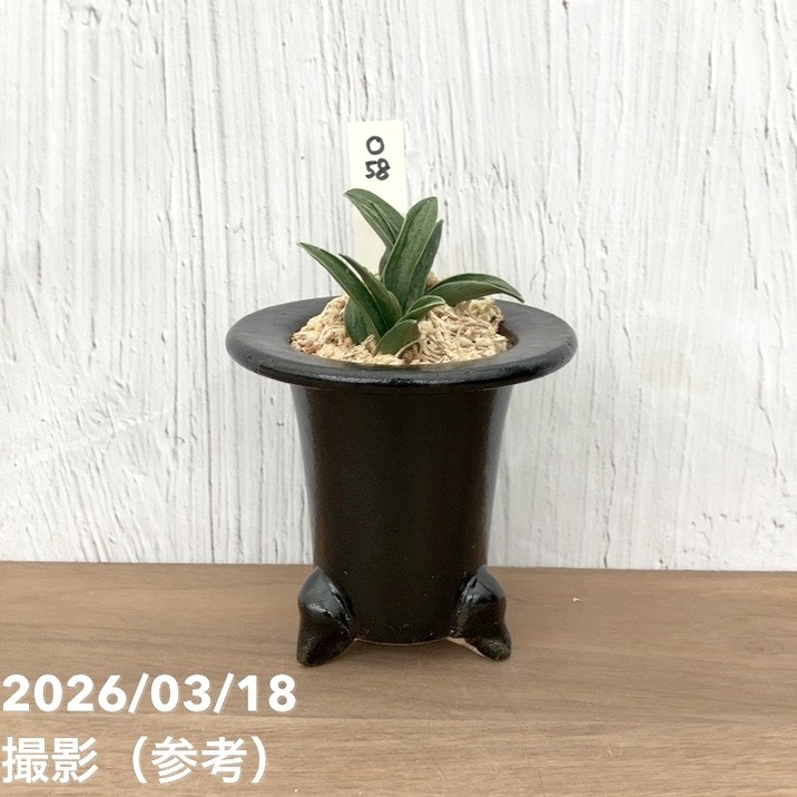 万年青鉢 陶器 現品お届け】豊明園 万年青 オモト 瑞泉（ずいせん）陶器鉢（O58