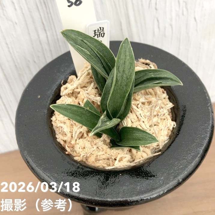 現品お届け】豊明園 万年青 オモト 瑞泉（ずいせん）陶器鉢（O58
