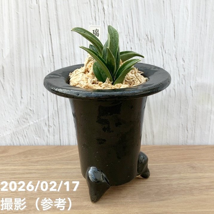 現品お届け】豊明園 万年青 オモト 瑞泉（ずいせん）陶器鉢（O58