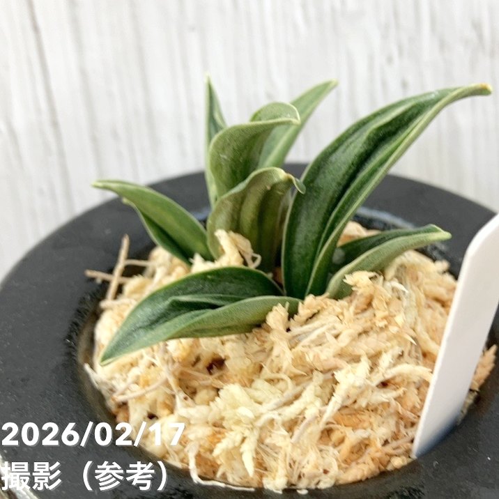 現品お届け】豊明園 万年青 オモト 瑞泉（ずいせん）陶器鉢（O58