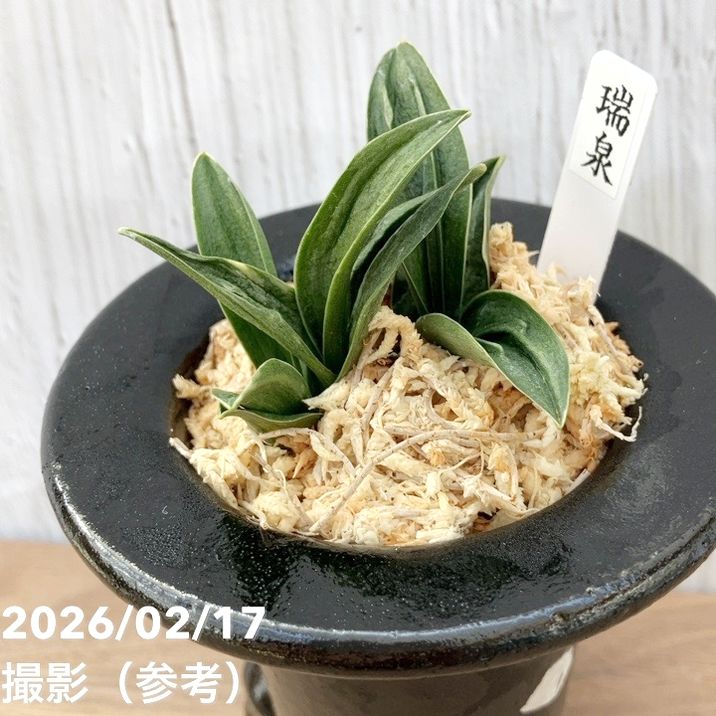 現品お届け】豊明園 万年青 オモト 瑞泉（ずいせん）陶器鉢（O58